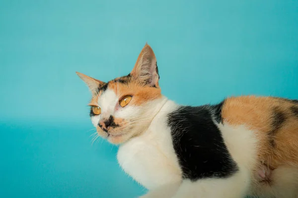แมวแม สามส งโพสอย บนพ นหล งของโทก อนคลายและน — ภาพถ่ายสต็อก