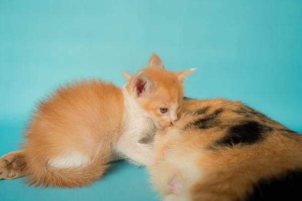 Adorable Domestic Striped Mother Cat Breastfeeding Month Old Kitten Turquoise — Stock Photo, Image