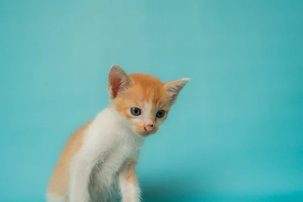 Primer Plano Foto Conceptual Elegante Gato Doméstico Naranja Mes Delante —  Fotos de Stock