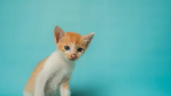 コンセプト写真のクローズアップスタイリッシュな1ヶ月のオレンジ色の国産猫がターコイズの背景の前にいて とても可愛くてかわいい — ストック写真