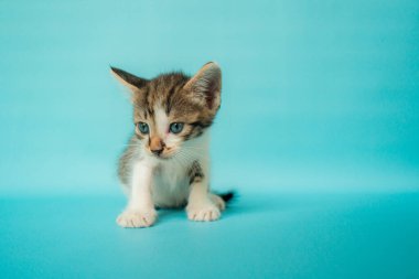 1 aylık siyah beyaz kedi yavrusu turkuaz arka planda çok şirin.