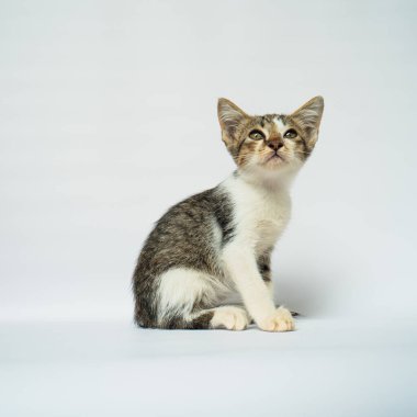 Beyaz arka planda poz veren sevimli kedi yavrusu, bir yaşından küçük, sevimli beyaz çizgili, çok rahat ve sevimli görünüyor.