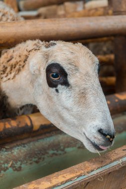 Esaret altındaki koyun başlarının ayrıntıları ve satılık üreme ve tüketim için çeşitli boyutlarda koyunlar burada, çok sağlıklı ve temiz.