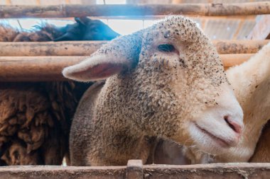 Esaret altındaki koyun başlarının ayrıntıları ve satılık üreme ve tüketim için çeşitli boyutlarda koyunlar burada, çok sağlıklı ve temiz.
