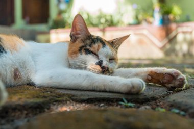 Yaklaş ve çizgili yaşlı bir ev kedisinin arka verandada oynaşmasını kaydet. Çok tatlı ve sevimli.