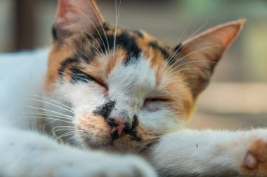 Yaklaş ve çizgili yaşlı bir ev kedisinin arka verandada oynaşmasını kaydet. Çok tatlı ve sevimli.