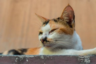Yaklaş ve çizgili yaşlı bir ev kedisinin arka verandada oynaşmasını kaydet. Çok tatlı ve sevimli.