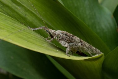 Bahçedeki yeşil bir yaprağa tüneyen bir odun parçasına benzeyen bir bedeni olan tahta çekirgeye yakın plan.