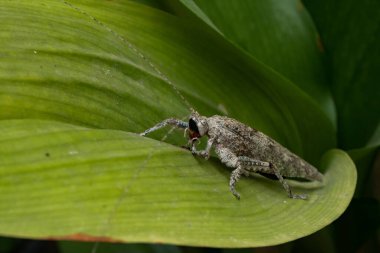 Bahçedeki yeşil bir yaprağa tüneyen bir odun parçasına benzeyen bir bedeni olan tahta çekirgeye yakın plan.