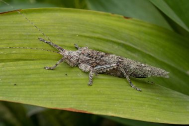 Bahçedeki yeşil bir yaprağa tüneyen bir odun parçasına benzeyen bir bedeni olan tahta çekirgeye yakın plan.