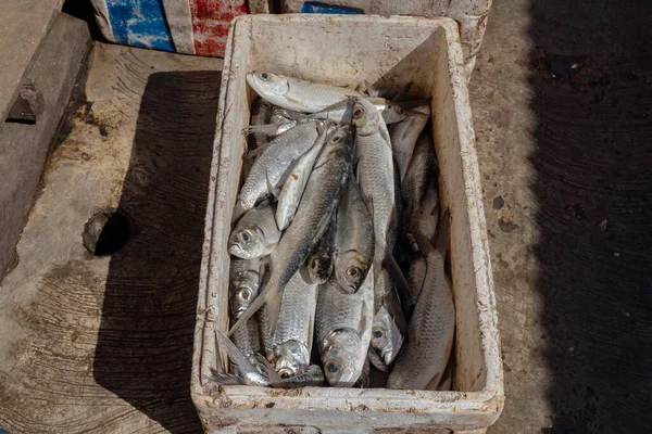 Fresh Fish Caught Fishermen Cooler Being Dried Sun Made Salted — Stock Photo, Image