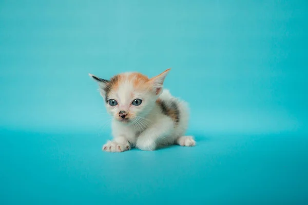 Primer Plano Foto Concepto Elegante Gato Doméstico Rayas Mes Edad —  Fotos de Stock