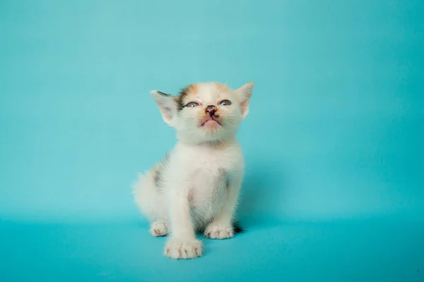 Primer Plano Foto Concepto Elegante Gato Doméstico Rayas Mes Edad —  Fotos de Stock