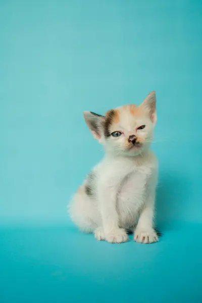 Close Foto Conceito Elegante Mês Idade Gato Doméstico Listrado Frente — Fotografia de Stock