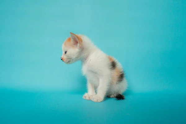 Närbild Begreppet Foto Snygg Månad Gammal Randig Tamkatt Framför Turkos — Stockfoto