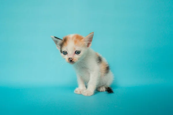 コンセプト写真のクローズアップ スタイリッシュな1ヶ月のストライプの国産猫がターコイズの背景の前にいて とても可愛くてかわいい — ストック写真