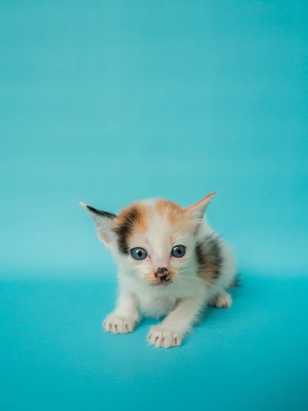 Primo Piano Del Concetto Foto Elegante Mese Vecchio Gatto Domestico — Foto Stock