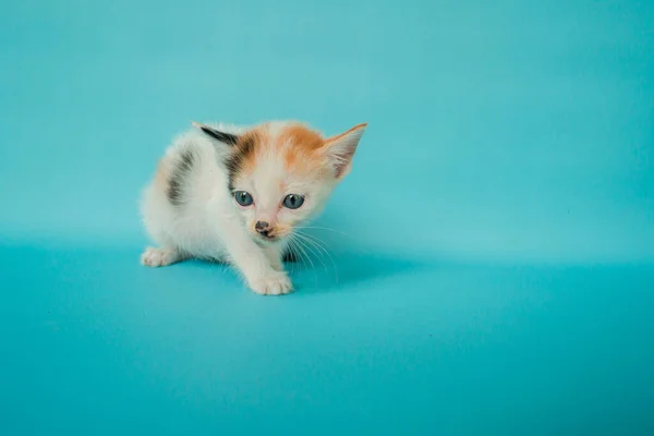 Primo Piano Del Concetto Foto Elegante Mese Vecchio Gatto Domestico — Foto Stock