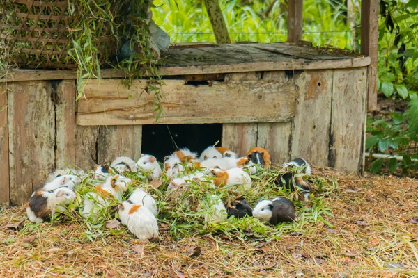 Groupe Adorables Cobayes Blancs Mangeant Jouant Dans Une Grande Cage — Photo