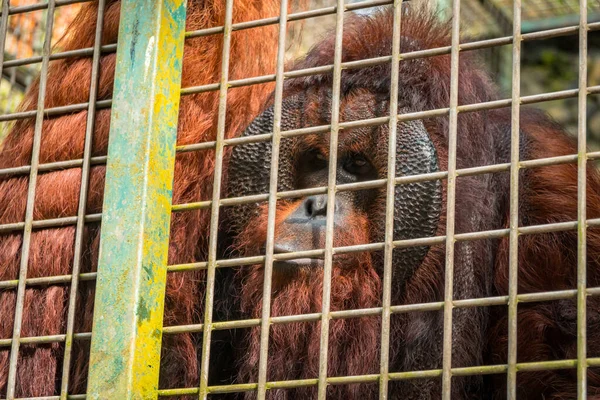 Nahaufnahme Eines Erwachsenen Orang Utan Männchens Mit Dicken Braunen Haaren — Stockfoto