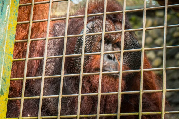 Nahaufnahme Eines Erwachsenen Orang Utan Männchens Mit Dicken Braunen Haaren — Stockfoto