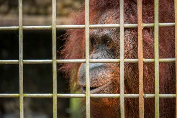 Nahaufnahme Eines Erwachsenen Orang Utan Männchens Mit Dicken Braunen Haaren — Stockfoto