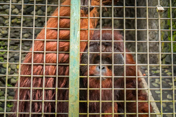 Zbliżenie Dorosłego Mężczyzny Orangutan Grubymi Brązowymi Włosami Bardzo Dużym Ciałem — Zdjęcie stockowe