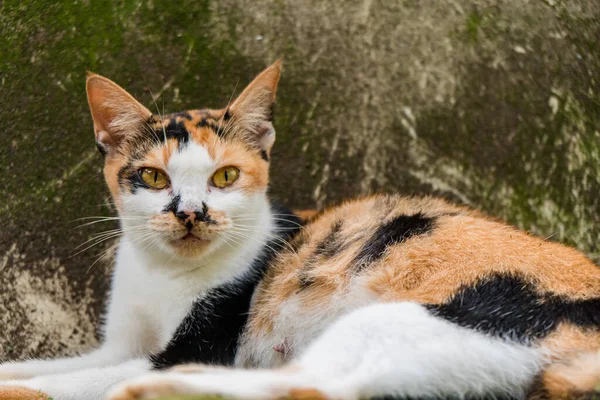 นและ Bokeh ของแมวแม านลายค อนข างเก อนคลายและเล นบนระเบ ยงด านหล — ภาพถ่ายสต็อก
