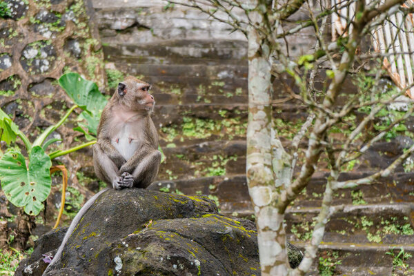 Группа обезьян-макаков спустилась с горы в Национальном парке Маунт-Мерапи, Джокьякарта, Индонезия, из-за отсутствия туристов из-за пандемии COVID-19
