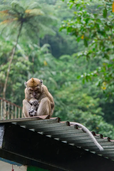 Eine Gruppe Makaken Affen Stieg Mount Merapi Nationalpark Yogyakarta Indonesien — Stockfoto