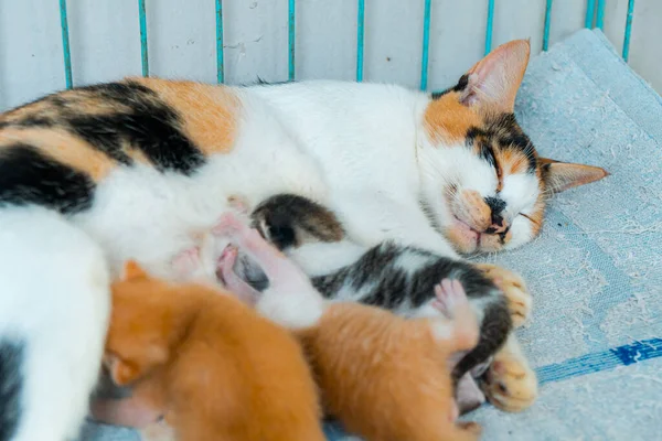 Close Foto Conceito Gato Mãe Listrada Com Seus Filhotes Apenas — Fotografia de Stock