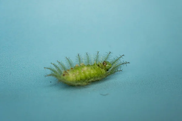 Baron Caterpillar Green Caterpillar Good Camouflaging Leaves Turquoise Background — Stock Photo, Image