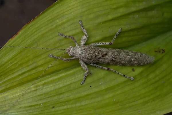 Primer Plano Saltamontes Madera Con Cuerpo Parecido Trozo Madera Posado —  Fotos de Stock