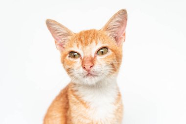 Birkaç aylık Turuncu Kedi Yavrusu 'nun Beyaz Arkaplanda poz verişi. Şirin ve sevimli kedi yavrusu fotoğraf konsepti