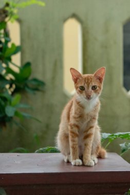 Birkaç aylık turuncu evcil kedinin açık hava parkında poz verişi. Şirin ve sevimli kedi yavrusu fotoğraf konsepti