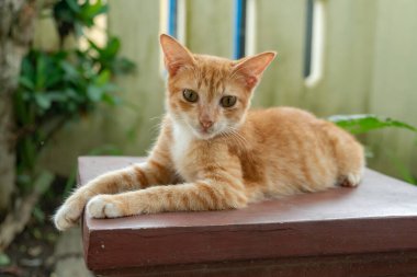Birkaç aylık turuncu evcil kedinin açık hava parkında poz verişi. Şirin ve sevimli kedi yavrusu fotoğraf konsepti