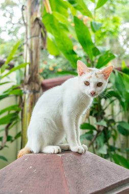 Birkaç aylık beyaz evcil kedinin açık alanda oynaması ve dinlenmesi. Şirin ve sevimli kedi yavrusu fotoğraf konsepti