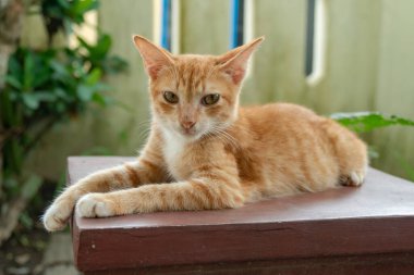 Birkaç aylık turuncu evcil kedinin açık hava parkında poz verişi. Şirin ve sevimli kedi yavrusu fotoğraf konsepti