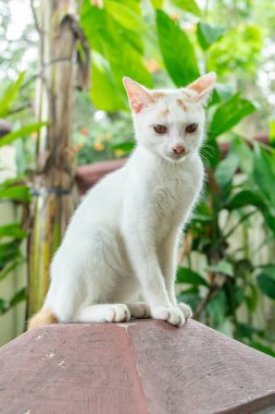 Birkaç aylık beyaz evcil kedinin açık alanda oynaması ve dinlenmesi. Şirin ve sevimli kedi yavrusu fotoğraf konsepti