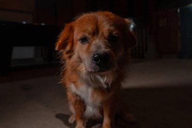 Karanlık bir odada tembel tembel oturan, altın sarısı bir evcil köpeğin yüzünün detaylı ve yakından çekilmiş hali. Çok tatlı ve sevimli bir köpek.
