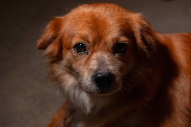 Karanlık bir odada tembel tembel oturan, altın sarısı bir evcil köpeğin yüzünün detaylı ve yakından çekilmiş hali. Çok tatlı ve sevimli bir köpek.