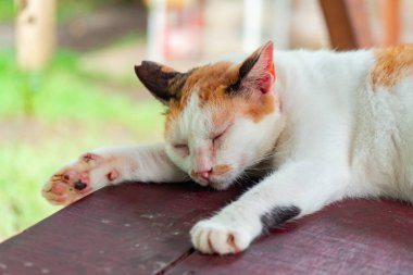 Sterilizasyon nedeniyle oldukça yaşlı ve büyük olan beyaz çizgili evcil kedi, çok sevimli ve her yerde uyumayı seviyor, kedi açık hava bahçesindeyken detaylı fotoğraf
