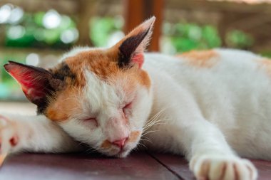 Sterilizasyon nedeniyle oldukça yaşlı ve büyük olan beyaz çizgili evcil kedi, çok sevimli ve her yerde uyumayı seviyor, kedi açık hava bahçesindeyken detaylı fotoğraf
