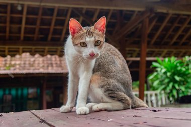 Yaklaş ve çizgili yaşlı bir ev kedisinin arka verandada oynaşmasını kaydet. Çok tatlı ve sevimli.