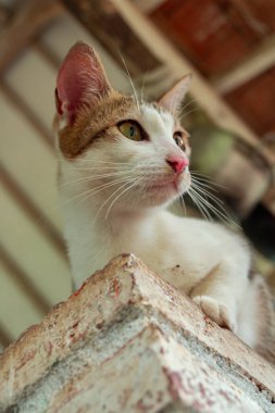 Yaklaş ve çizgili yaşlı bir ev kedisinin arka verandada oynaşmasını kaydet. Çok tatlı ve sevimli.