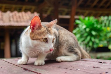 Yaklaş ve çizgili yaşlı bir ev kedisinin arka verandada oynaşmasını kaydet. Çok tatlı ve sevimli.