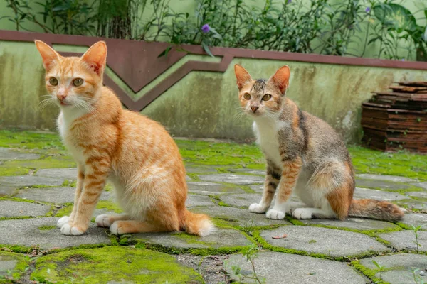 裏庭でリラックスしている国内猫のクローズアップ 2匹の猫の横で同じことをしている写真 — ストック写真