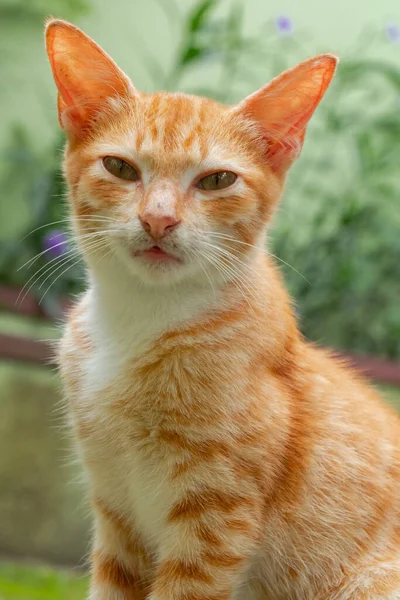 Close Few Months Old Orange Domestic Cat Posing Outdoor Park — Stock Photo, Image