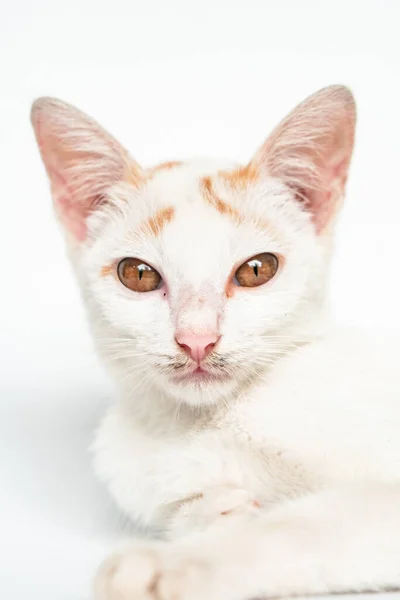 แมวในบ านส ขาวอาย โพสบนพ นหล ขาว กและน กแนวค ดการถ ายภาพล — ภาพถ่ายสต็อก