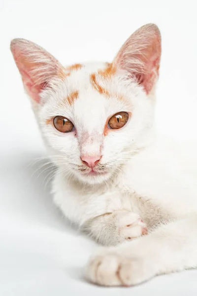 แมวในบ านส ขาวอาย โพสบนพ นหล ขาว กและน กแนวค ดการถ ายภาพล — ภาพถ่ายสต็อก